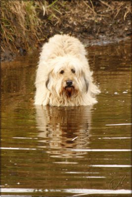 Paddling in the Wyre
