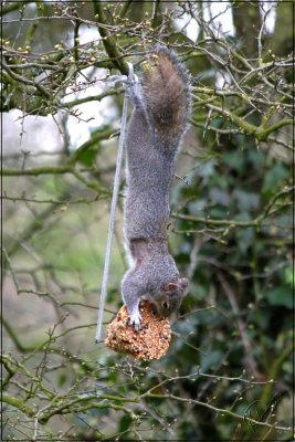 Greedy Squirrel