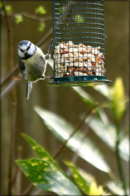 Blue Tit