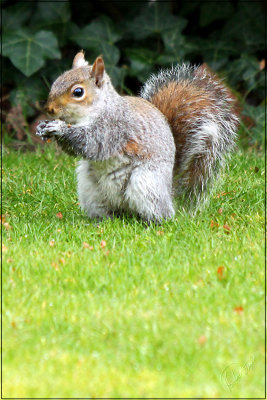 Squirrel