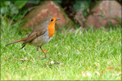 Robin.jpg