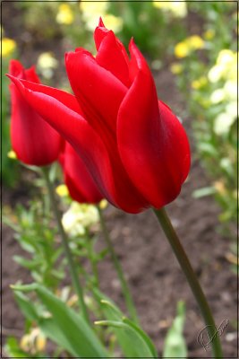 Tulip 03