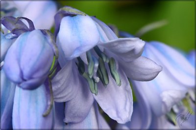 Bluebell