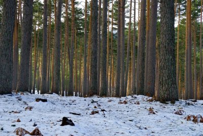 Valsain-Dic-2008-025.jpg