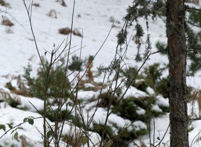 Valsain-Dic-2008-068.jpg