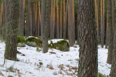 Valsain-Dic-2008-117.jpg