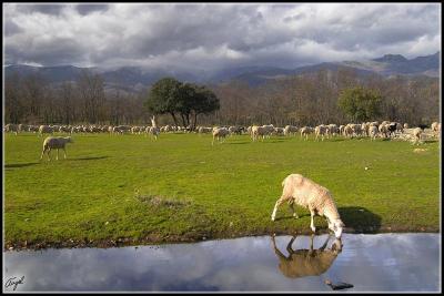 gredos-oveja.jpg