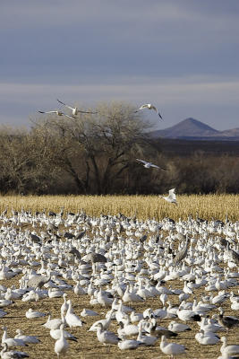 Bosque Del Apache