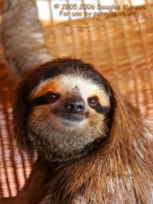 More Sloths