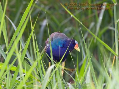 Other Stream/Aquatic Birds