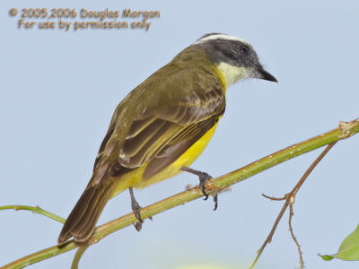 Flycatchers and similar