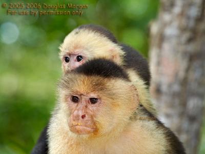 Capuchin