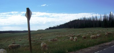 Open Range along way to Bryce Canyon, Utah