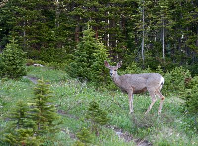 White-tailed deer (my night guest... or may be host)