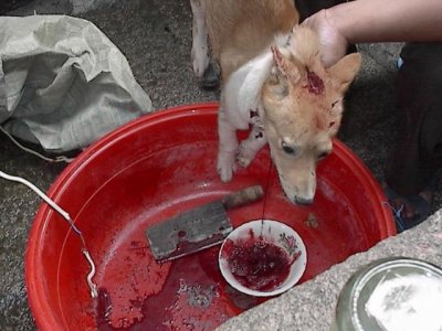 ¤¤°ê±Oª¯­¹¥Î¥þ°O¿ý / It takes some cruel processes to turn innocent dogs into dishes in China¡I