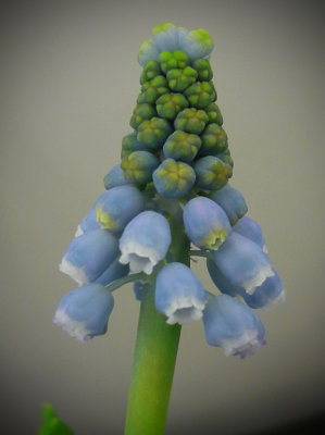grape hyacinth