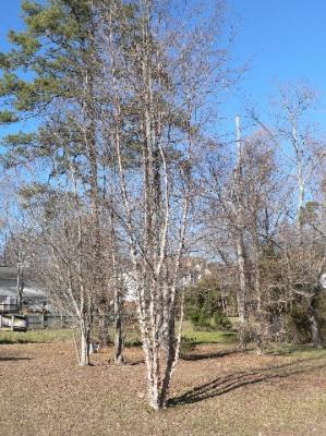 backyard trees