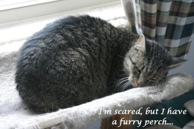 g3/66/388766/3/58161849.furry_perch_April3Large.jpg