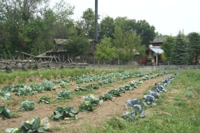 cabbage rows