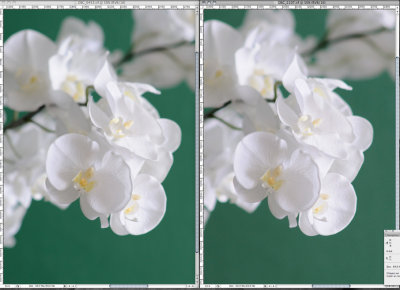 Crop de l'image de comparaison de la pdc et du bokeh entre D300 à f2,4 et D700 à f4 (1,5 diaph).avec 1,8/85
La référence de cadrage est la taille de la fleur en premier plan, la focale (85mm) étant la même avec les deux formats de capteur, on a utilisé une distance 1,5 fois plus grande avec le D300 pour un même cadrage. D700 à gauche

Si on respecte les correspondances entre 24/36 et aps c: diaphragme plus ouvert de 1,5 valeur avec l'appareil aps c et cadrage identique (soit avec le même objectif en augmentant le distance de x1,5fois, soit en utilisant un objectif de focale 1,5 fois plus courte) le rendu est identique.
Une autre image affichée plus grand avec diaph un peu décalé mais toujours comparable http://www.pbase.com/image/115969813
Voir ici  pour une autre remarque: http://www.pbase.com/br/image/101942859