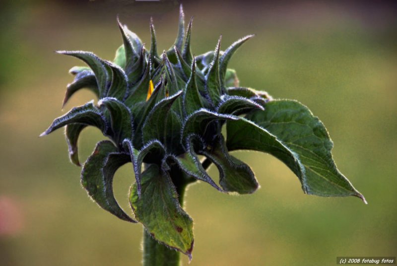 Hairy Sunflower