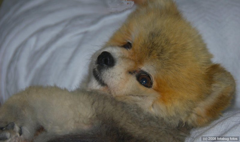 Cuddly dog of hospital patient