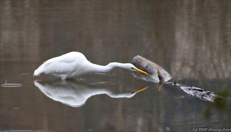 Great White Egret
