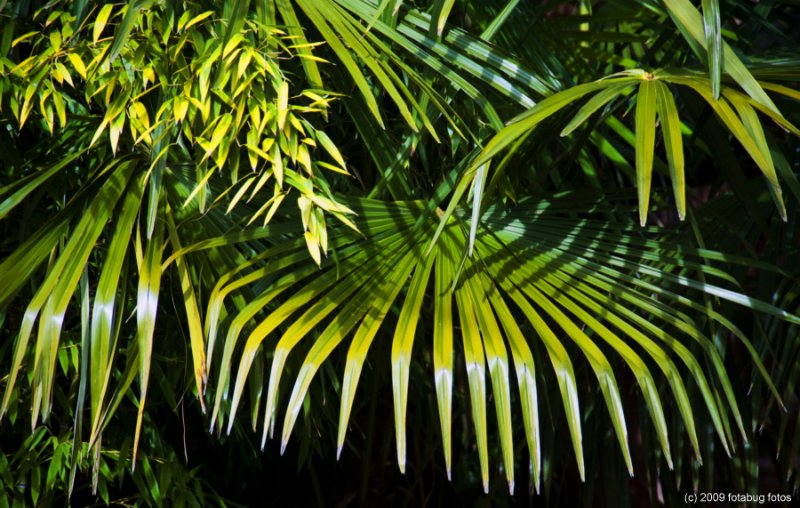Frond Fringes