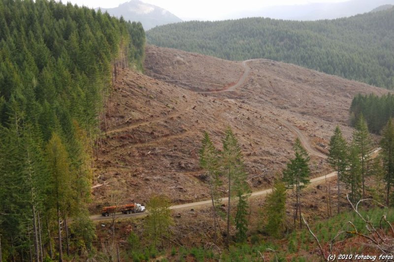 The truck on logging road below