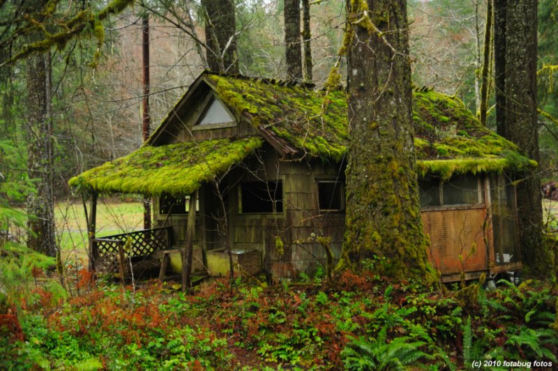 Cabin in The Woods