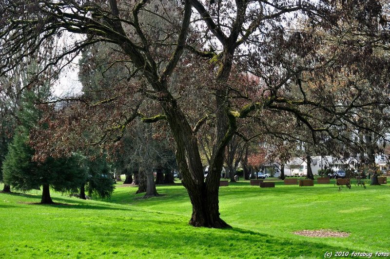 Willamalane Park, across from the hospital