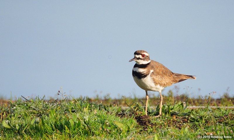 Killdeer