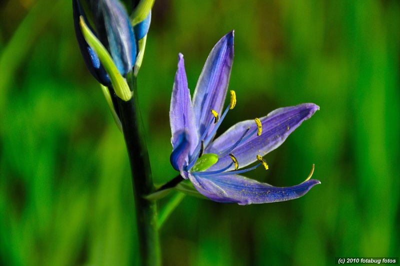 Wild Flower (Camas)