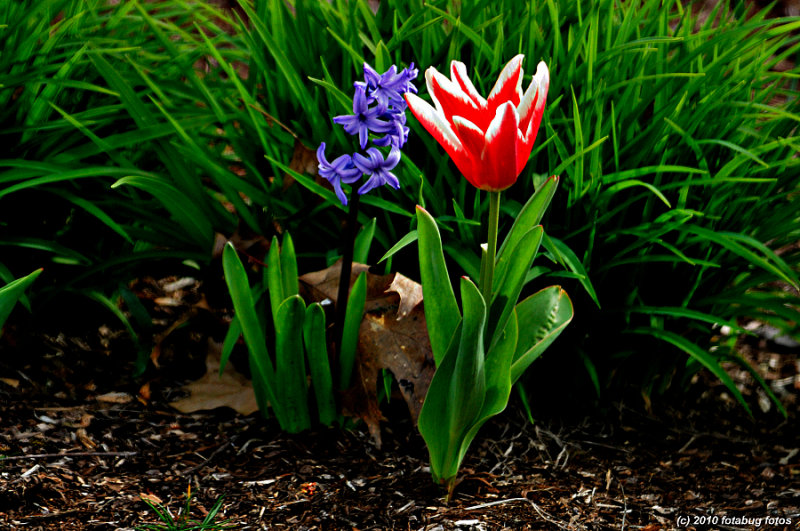 Tulips For You