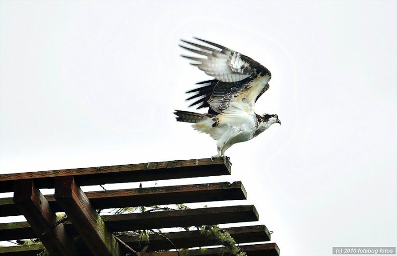 Cleared For Takeoff