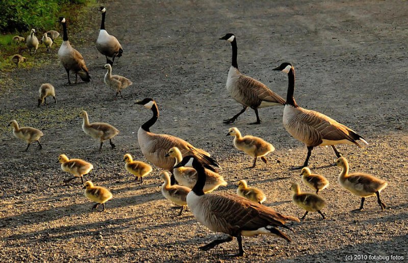 Is This A Gaggle of Geese?  Yes!  Gaggle = Flock