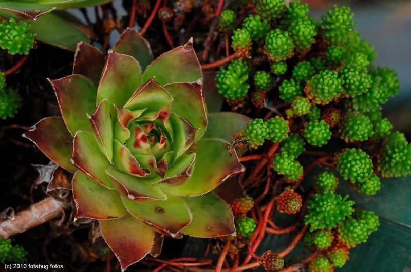 Sempervivum tectorum  (Hen and Chicks)