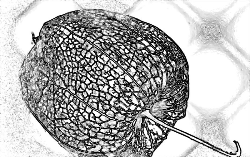 Experiment - Chinese Lantern Pod