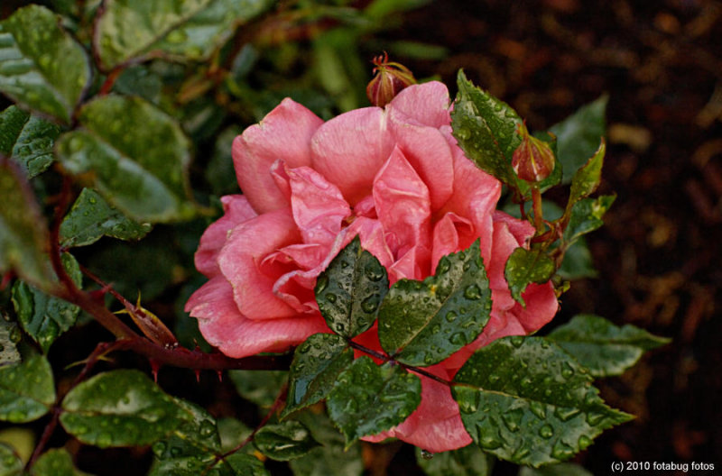 D2x-052010_171.jpg
