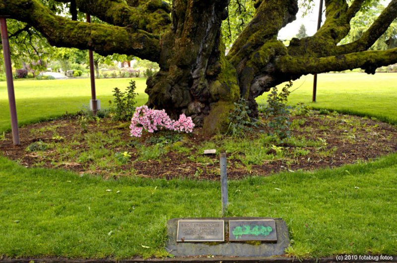 163 year old Black Walnut Tree