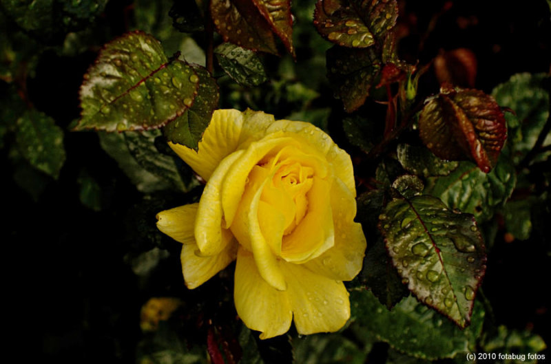 D2x-052010_186.jpg