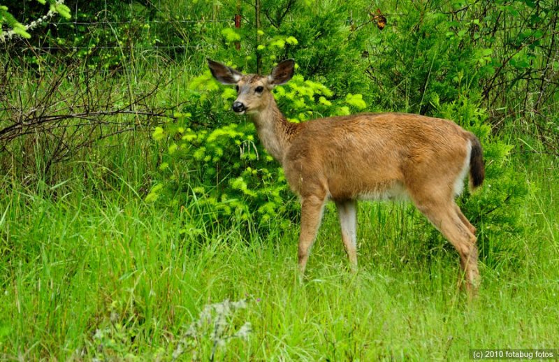 Deer Whisperer