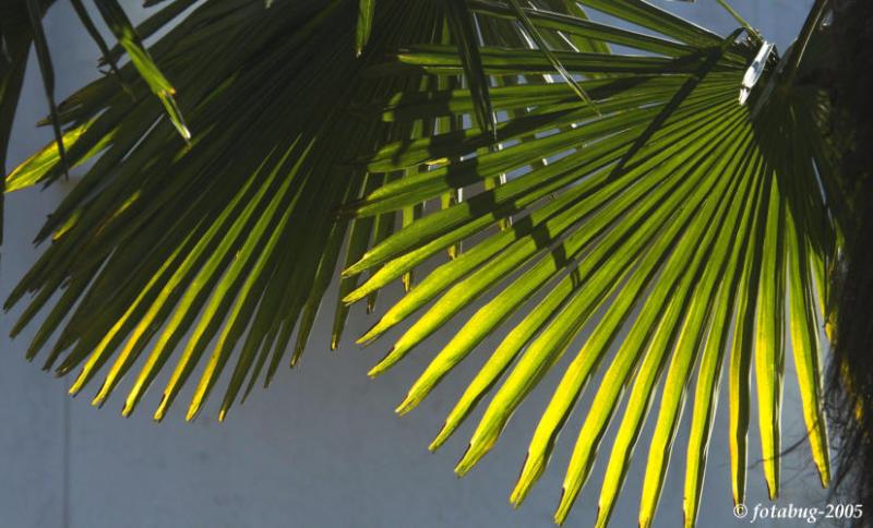 Leaves in sunlight