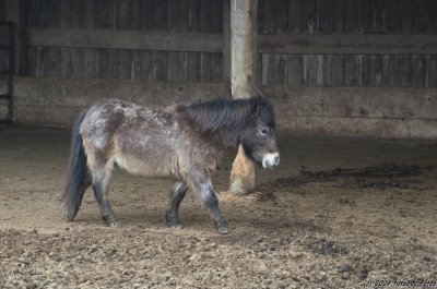 Shetland Pony