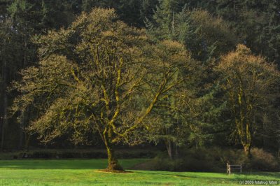 Stately Oak Tree