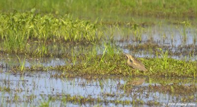 American Bittern #4