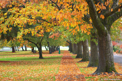 Fall Colors in Willamalane Park