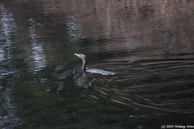 Cormorants At Delta Ponds