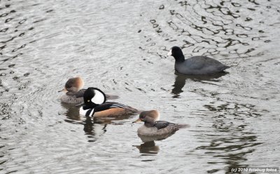 Hooded Mergansers At Delta Ponds