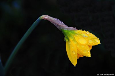 Daffodil With Raindrops